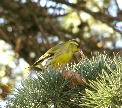Lucherino -  Carduelis spinus